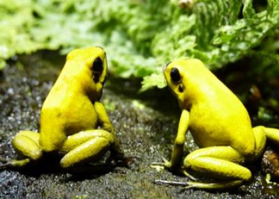 Image from the website