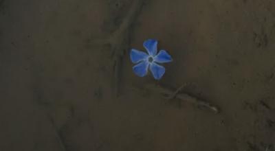 Image from the website