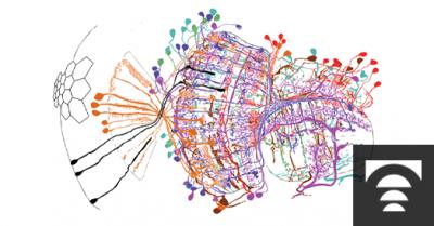 Image from the website