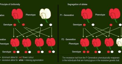 Image from the website