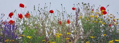 Image from the website