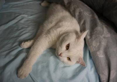 Image from the website