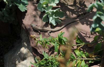 Image from the website