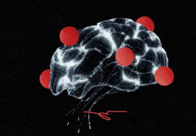 Image from the website