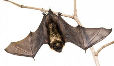 Image from the website