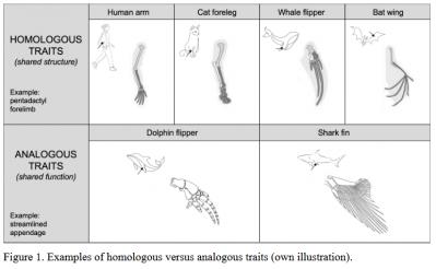 Image from the website