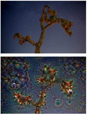 Image from the website