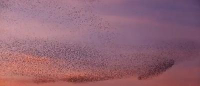 Image from the website