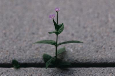 Image from the website