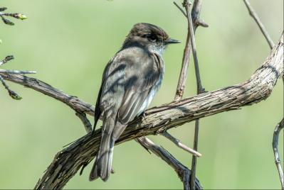 Image from the website