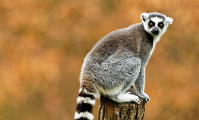 Image from the website