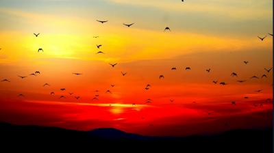 Image from the website