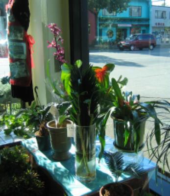 Image from the website