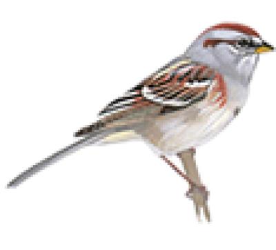 Image from the website