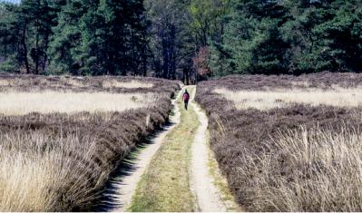 Image from the website