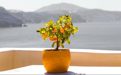 Image from the website