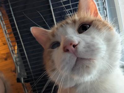 Image from the website