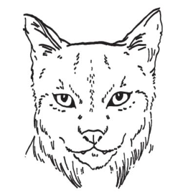 Image from the website