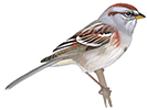 sparrow-100.jpg