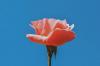 79954 image icon