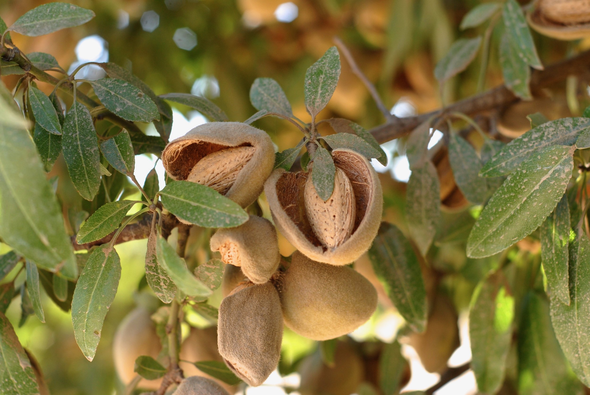 s3/Almonds_Maturing_on_Trees.jpeg