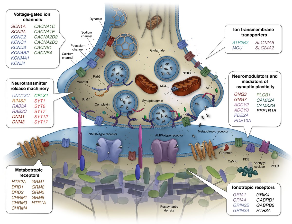 s3/emily-willoughby_genetics-of-educational-attainment_2018.jpg